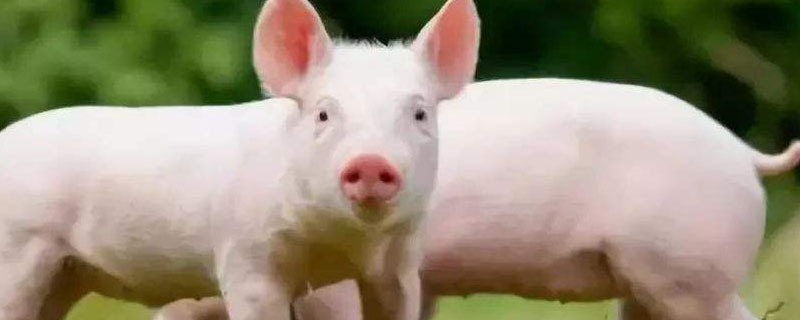 养猪的叫什么？