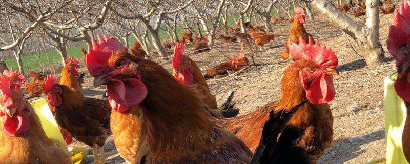 大蒜养鸡多久喂一次 大蒜在养鸡中的重大作用