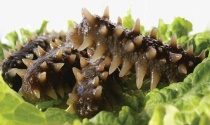 海参属于寒性食物吗？