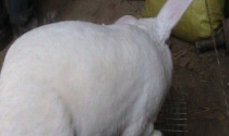 獭兔和家兔区别？