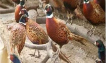 元宵节各地吃什么（除了汤圆、元宵还吃这些食物）