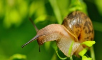 蜗牛是昆虫吗？