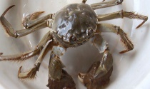 河蟹放水里会淹死吗？