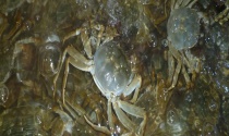 河蟹膏和黄区别（是什么？）