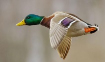 野鸭雏吃什么？