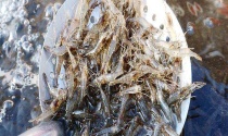 河虾晚上喜欢灯光吗？