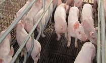 养猪存栏数是什么意思？场地、饲料与日常管理要点
