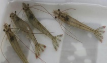 花椒芽苗特点及其生产关键技术