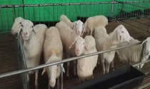 火龙果要怎样育苗(火龙果育苗技术要点) 火龙果要怎样育苗(火龙果育苗技术要点)