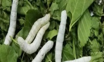防治瓜实蝇有哪些措施