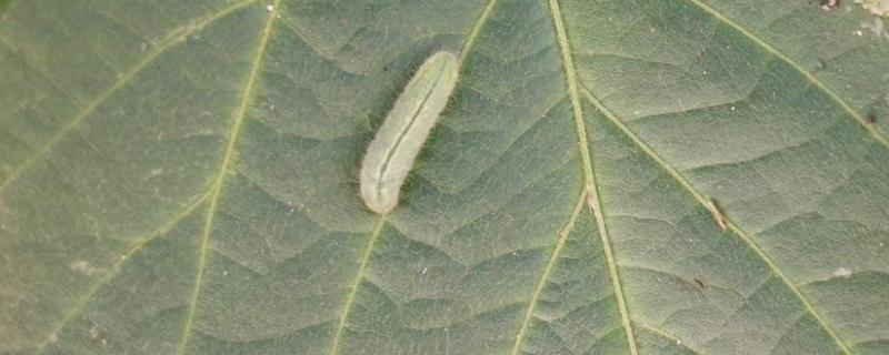 治菜青虫不用农药的四种方法 什么时候防治效果好