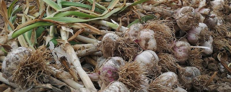 大蒜后期怎么管理 用什么肥料好