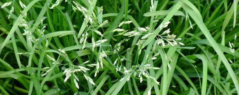 早熟禾和高羊茅区别？