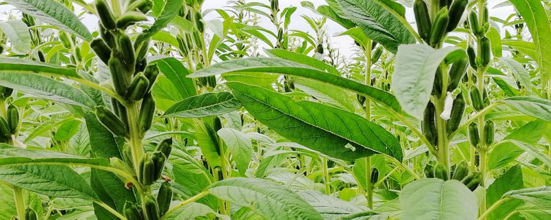 芝麻地用什么除草剂除草