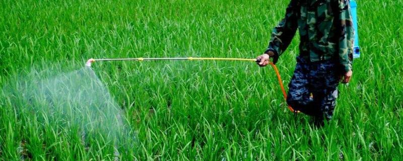 水稻二化螟防治特效药 是什么原因引起的?什么时候防治效果好