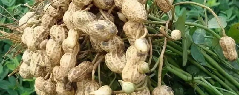 花生几月份开始种 如何种花生