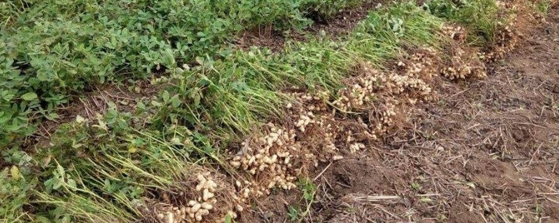 花生病害及防治方法 花生小飞虫了用什么方法能去掉