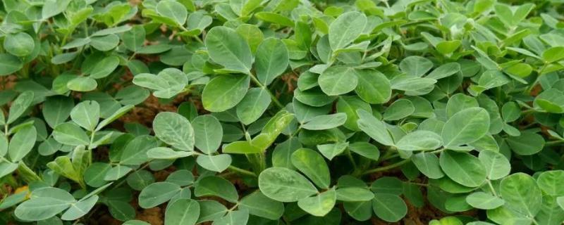 自己种花生的全过程 用什么肥料高产