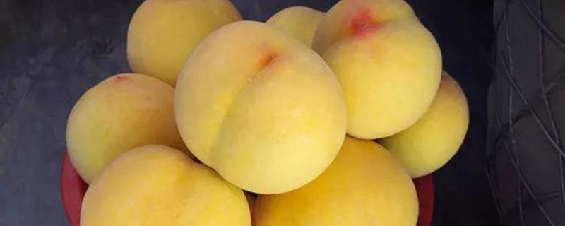 奉贤黄桃上市时间2020 品种特点