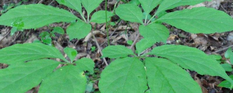 人参苗怎么种植 什么时候种植好?人参苗叶子为什么卷起来了