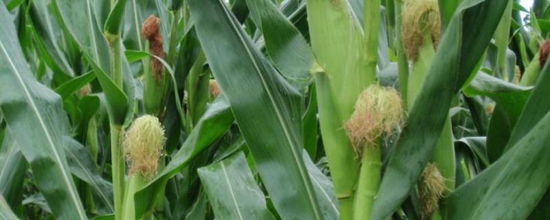 乙草胺对玉米有害吗 乙草胺什么时候打效果好