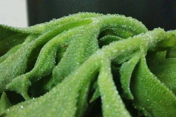 碱地里面适合种什么？