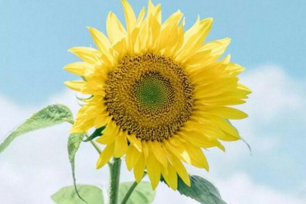 碱地里面适合种什么？