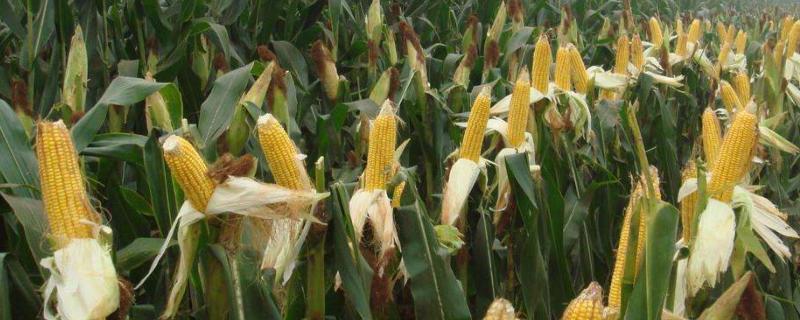 氯氟吡氧乙酸异辛酯对玉米有影响吗 正确的使用技术及注意事项