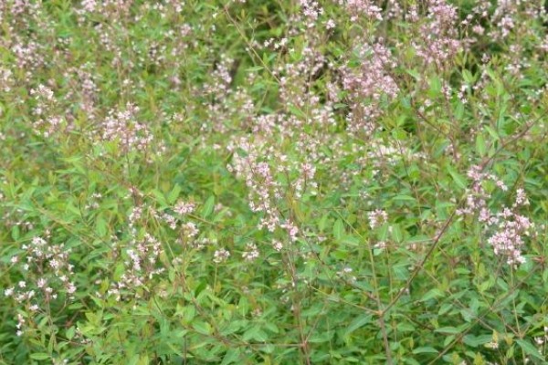 碱地里面适合种什么？