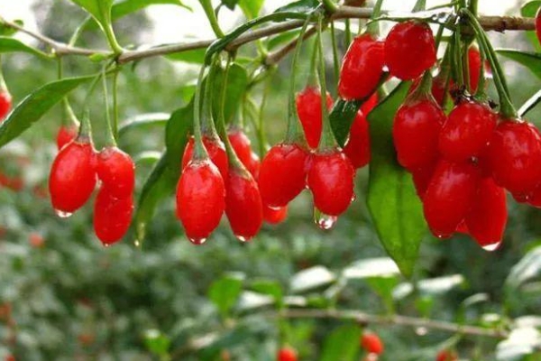 碱地里面适合种什么？