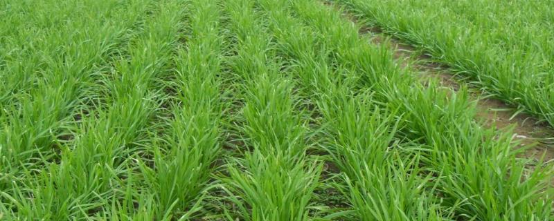 韭菜的种植方法和时间 附种植的注意事项