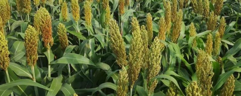 种植高粱一亩地需要多少成本 对土壤的PH值有什么要求