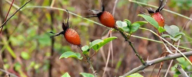 金樱子一亩产量多少？