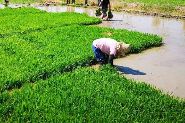 春天做的农事都有什么？