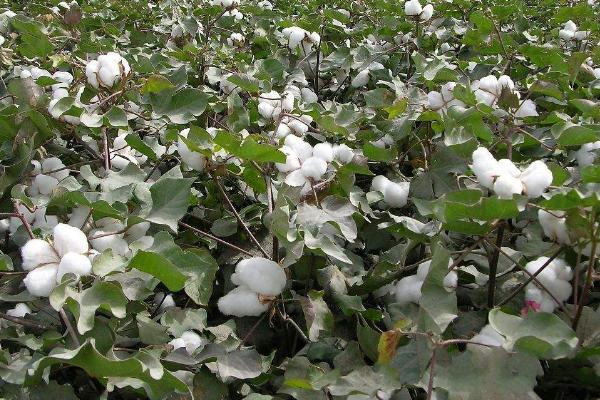 春天做的农事都有什么？