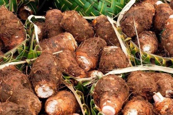 春天做的农事都有什么？