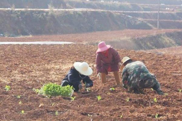 春天做的农事都有什么？