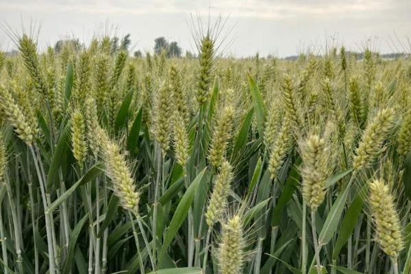 春天做的农事都有什么？