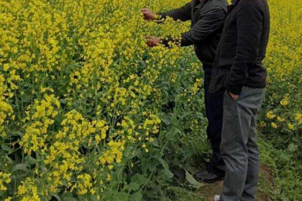 春天做的农事都有什么？