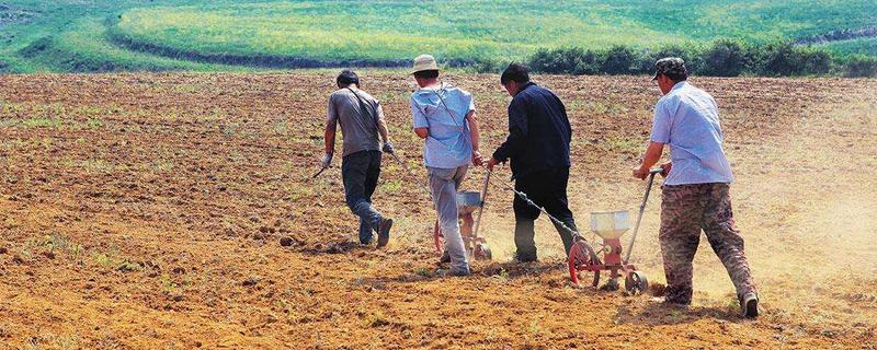 春天做的农事都有什么？