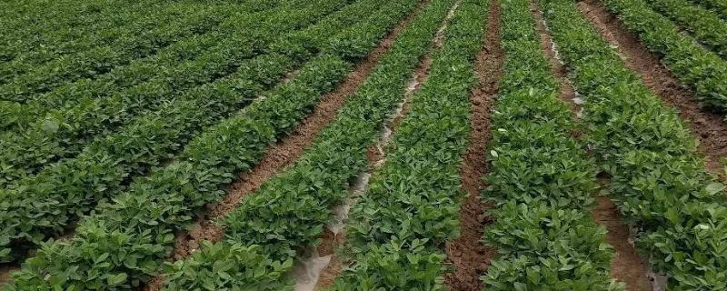 花生能不能打二次除草剂 除草剂对花生有什么危害