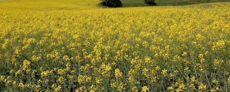 农村产业发展对联 农村产业发展该如何选择