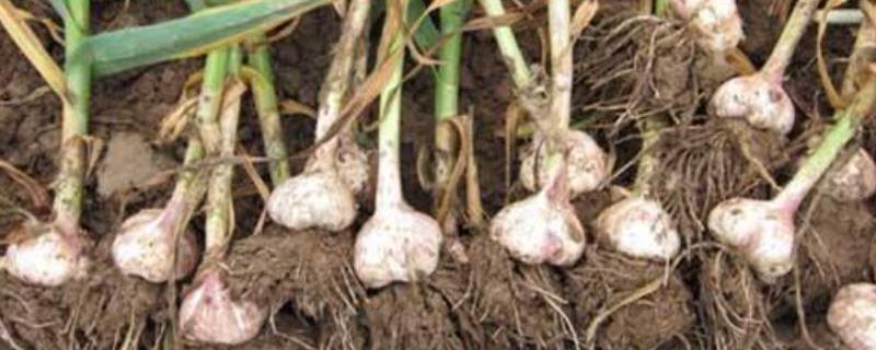 怎样种植大蒜长得又好又大 地膜覆盖大蒜怎么破膜