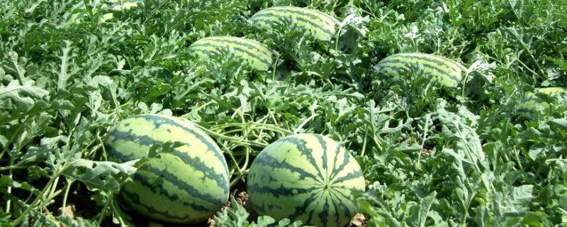 种瓜的几个步骤 种瓜一般选择什么季节