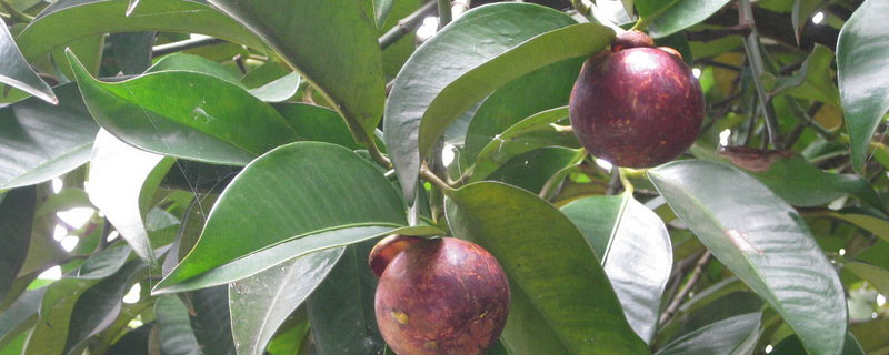 广东种植山竹会结果吗？