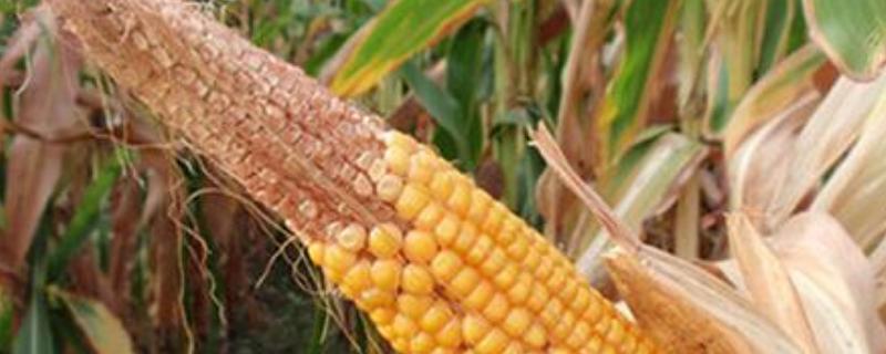 玉米果穗上常有缺粒现象主要原因是什么 如何防治