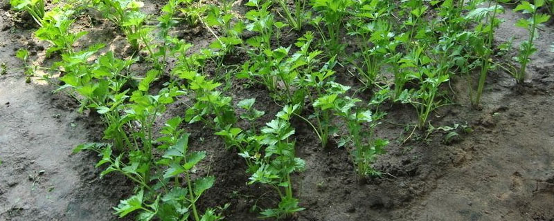 芹菜夏天高温种植多久？