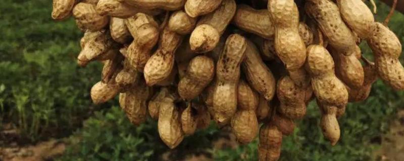 花生怎么管理才能高产 用什么肥料好
