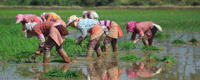 栽秧是什么时候 抛秧一亩用多少盘？
