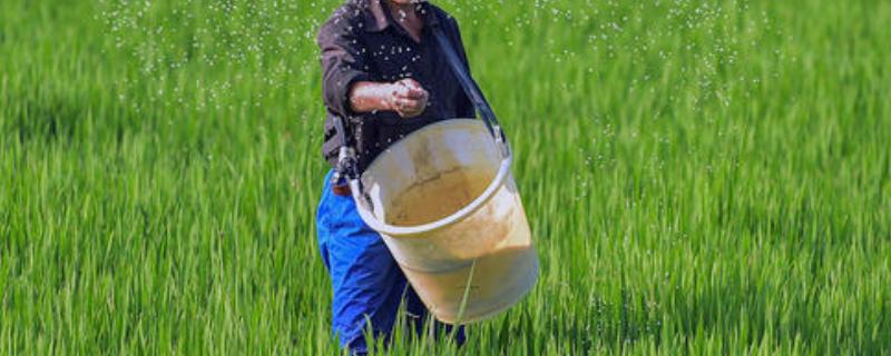 喹啉铜与叶面肥能混合吗 附使用方法和禁忌